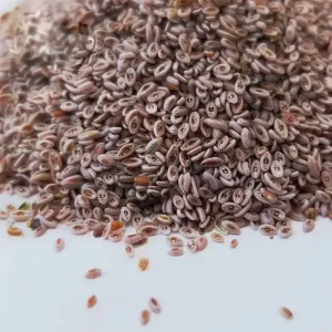 Psyllium Seed